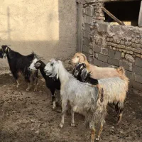 پنج راس بز همگی چبش آبستن سرگلون