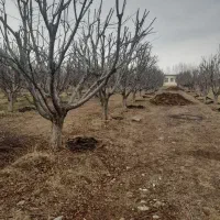 خرید انواع چوب درختان میوه وبیشه