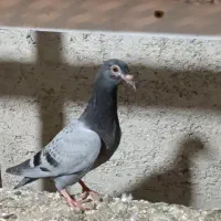 فروش جوجه دوبر سرعتی مسافت بلند