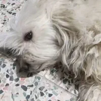 ..سگ