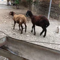 بره قرمزه ماده موجوده