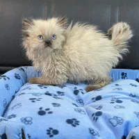 گربه. بریتیش. اسکاتیش. پرشین.|گربه|تهران, آبشار تهران (دریاچه)|دیوار