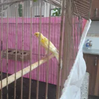 قناری نرزرد