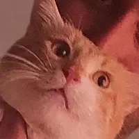 گربه گمشده|حیوانات|گرگان, |دیوار