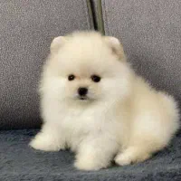 دوست داشتنی ها ..قیمت از ۱۲