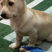 فروش یک عدد سگ پاکوتاه ماده