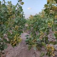 فروش-باغ-پسته-در-ایلخچی