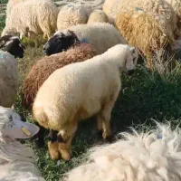 ۱۰ راس میش جوان با بره بزرگ