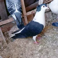 کفتر.|پرنده|خوسف, |دیوار