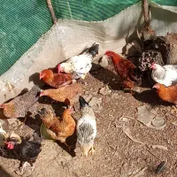 خروس محلی|حیوانات مزرعه|تالش, هشتپر|دیوار