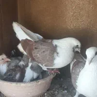 کبوتر تهرانی