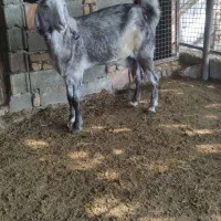 بزخشک چاق چاق شقدار
