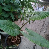 گل و گیاه آپارتمانی و گل بابا آدم