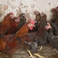 مرغ وخروس محلی