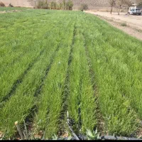 نهال پیاز مینروا|گل و گیاه طبیعی|درب بهشت, |دیوار