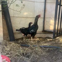 جوجه لاری|حیوانات مزرعه|رشت, پورسینا|دیوار