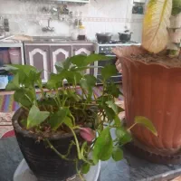 رو بالشتی وگل طبیعی|سرویس روتختی|یاسوج, |دیوار