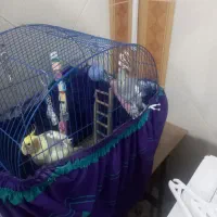 عروس هلندی|پرنده|فردیس, شهرک شهید حسینی|دیوار