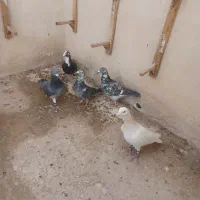 ۷ عدد نر ارازل|پرنده|گلبهار, شهر جدید گلبهار|دیوار