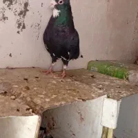 کفتر نر پلنگ