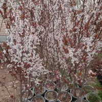 تولید کننده نهال درخت نهالستان انار انجیر گردو ..|خدمات باغبانی و درختکاری|قم, آزادگان|دیوار