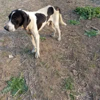 توله شکاری 2ساله