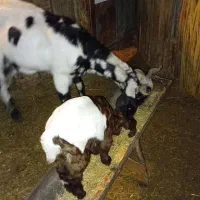 بز شیشک گردن پلنگی سالم سرحال با یک بزغاله