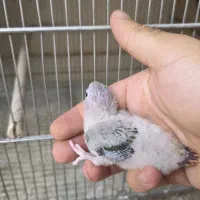 جوجه گرینچیک سرلاکی