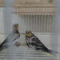 فروش جفت عروس بسیار آنتیک و کشیده|پرنده|رشت, اسماعیل آباد|دیوار