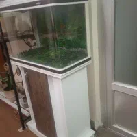 آکواریوم مای هیرا سالم|ماهی|ابریشم, |دیوار