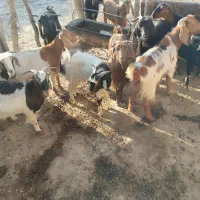 باسلام تعداد10رس بزجوان توشتیرسالم بشرط|حیوانات مزرعه|درب گنبد, |دیوار