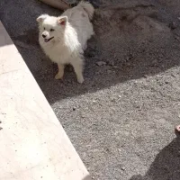 سگ پامرین|سگ|مبارکه, |دیوار