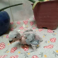 جوجه طوطی برزیلی و عروس هلندی