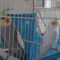 عروس هلندی
