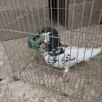 کبوتر  جفت شهری گلدار