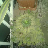 گل وگیاه