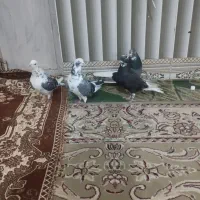 بنچ عدد کبوتر عطیقه