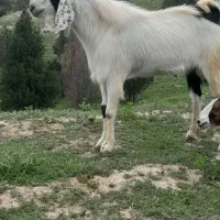 تکه یا نربز مناسب کشتار و داشتی