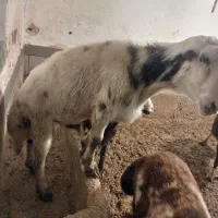 بره قوچ3 شیره پلنگی پوست گاوی