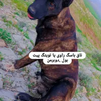 پیت بول . توو.اا..مم