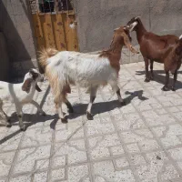 دوراس بززایده با۴کیلو شیر فروشی