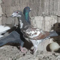 پلاکی|پرنده|شیراز, عادل آباد|دیوار