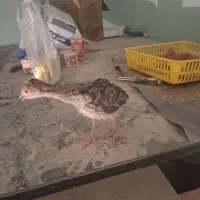 جوجه بقلمون