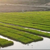 برنج کامفیروزی