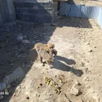 سگ واگذاری|سگ|گرمخان, |دیوار