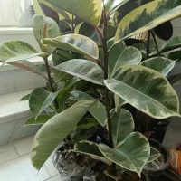 فروش آنلاین گل