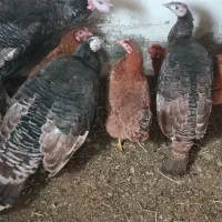 فروش بوقلمون