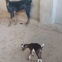 بز چاق|حیوانات مزرعه|برازجان, |دیوار