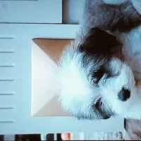 همه|سگ|راور, |دیوار