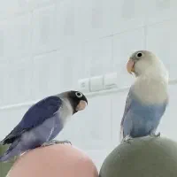 طوطی برزیلی رنگ خاص|پرنده|قم, حنیف نژاد|دیوار